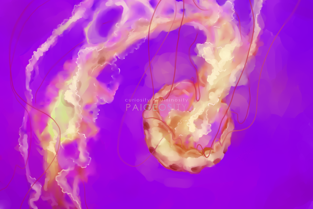 PAIGEOSITY Jellyfish-Holosericus 12