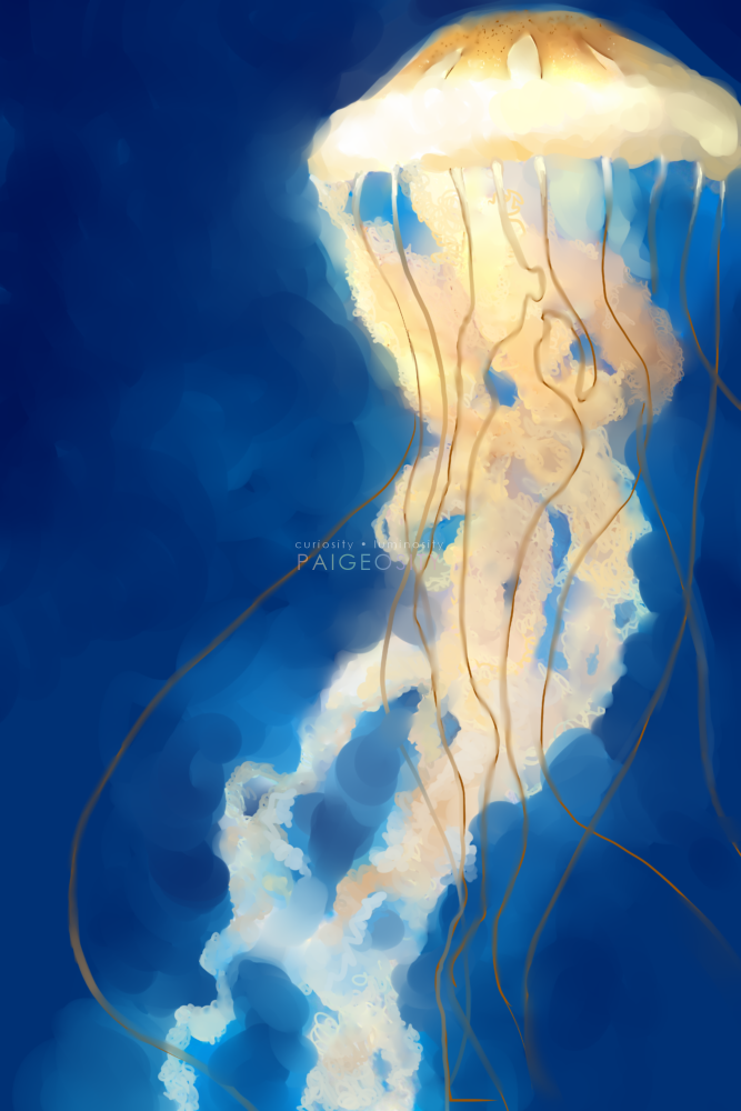 PAIGEOSITY Jellyfish-Lucis 12