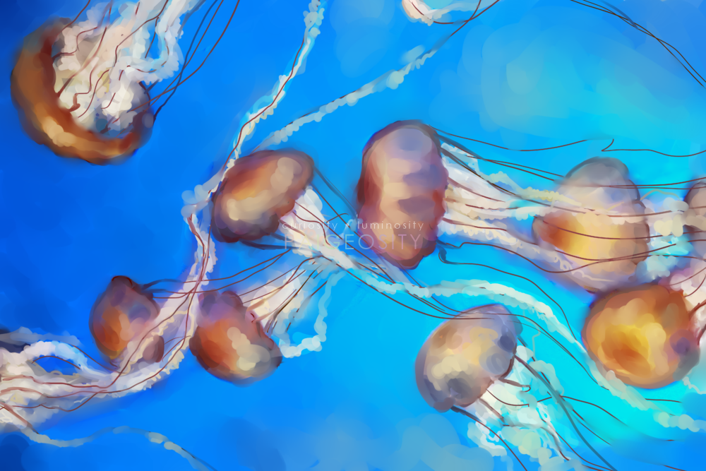 PAIGEOSITY Jellyfish-Adfluxi 12