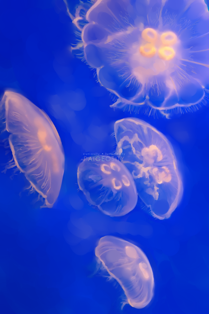 PAIGEOSITY Jellyfish-Lunaris 12
