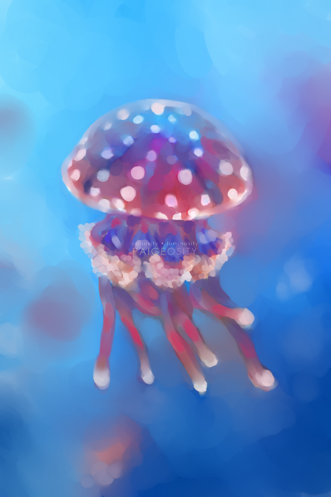 PAIGEOSITY Jellyfish-Pingere 12